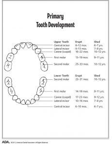 baby teeth development timetable